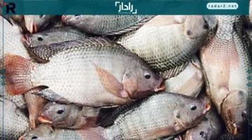 أسعار سمك البلطى بالقليوبية اليوم تصل إلى 65 جنيهاً